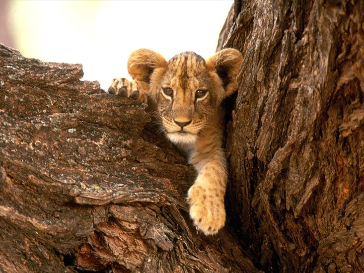 Zwierzęta - A Furry Friend, Lion Cub.jpg