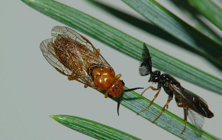 entomologia leśna - borecznik rudy1.jpg
