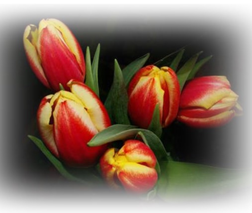 Jpg-Tulipany - ChomikImageCAQ6OBHO-crop1.jpg